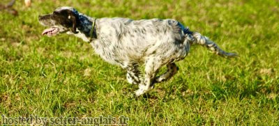 Setter Anglais O'HARAS DES CABANES TCHANQUEES